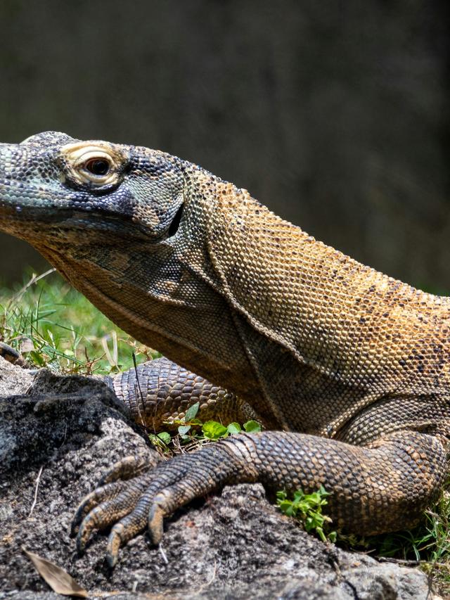 How Komodo Dragons Have Adapted to Their Diet