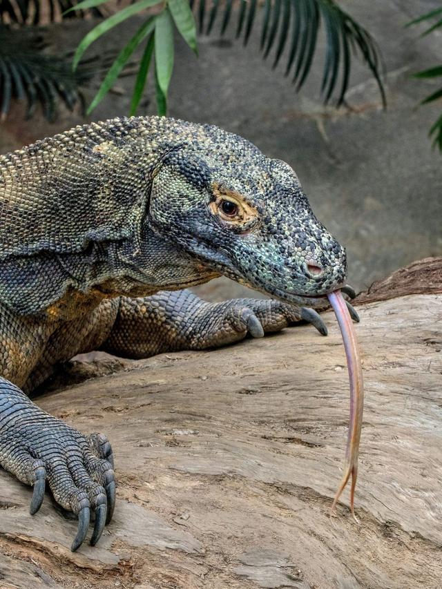 How Komodo Dragons Use Communication to Establish Dominance