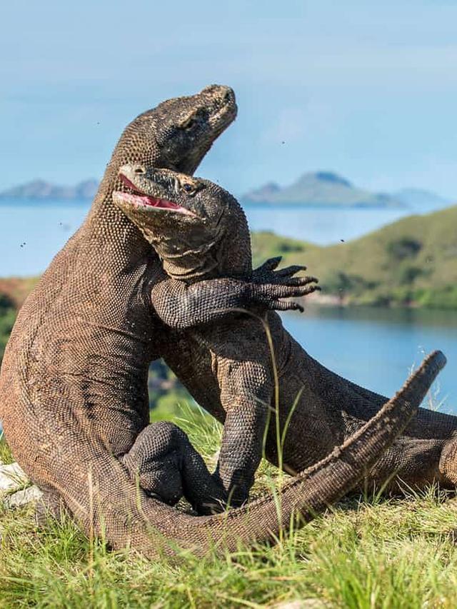 How Komodo Dragons Use Scent Marking to Assert Dominance in Their Territory