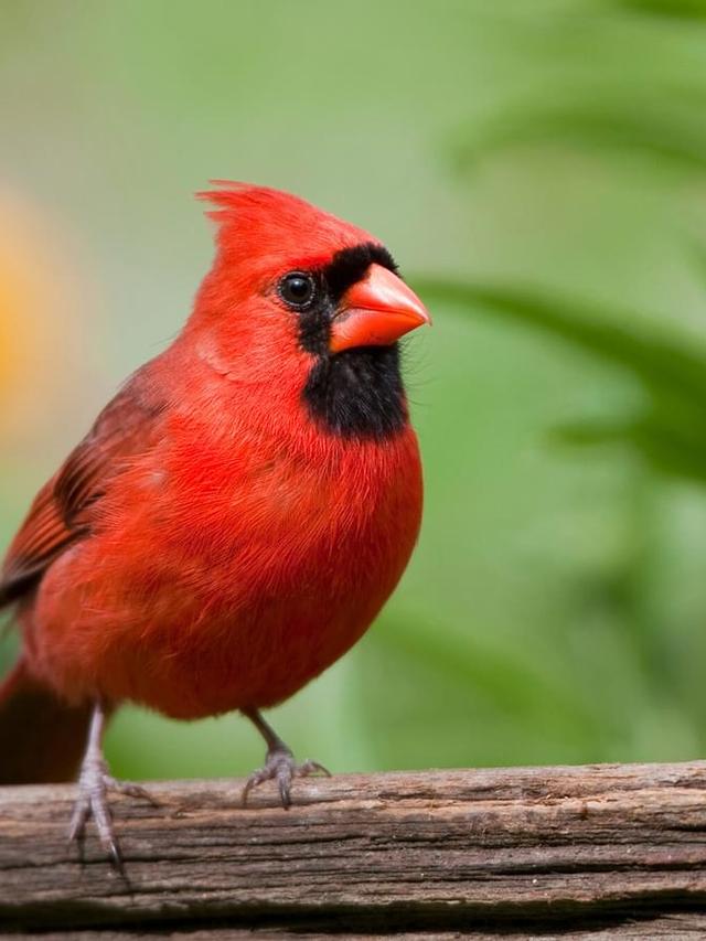 How Long Do Cardinals Live? Lifespan of Northern Cardinals Explained