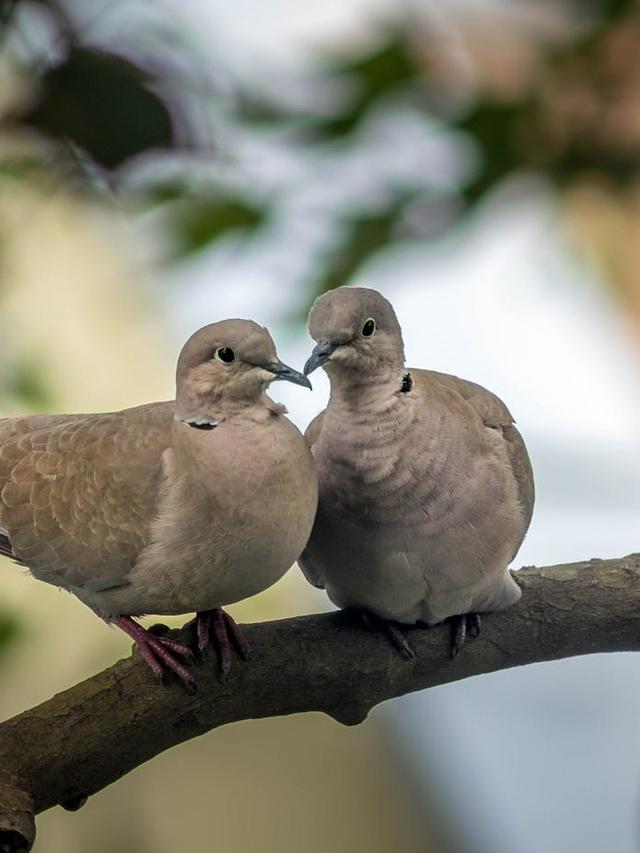 How Long Do Doves Live? Exploring the Lifespan of Mourning Doves