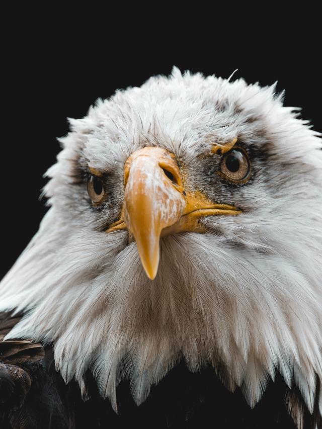 How Long Do Eagles Live? Lifespan of Bald Eagles and Other Species