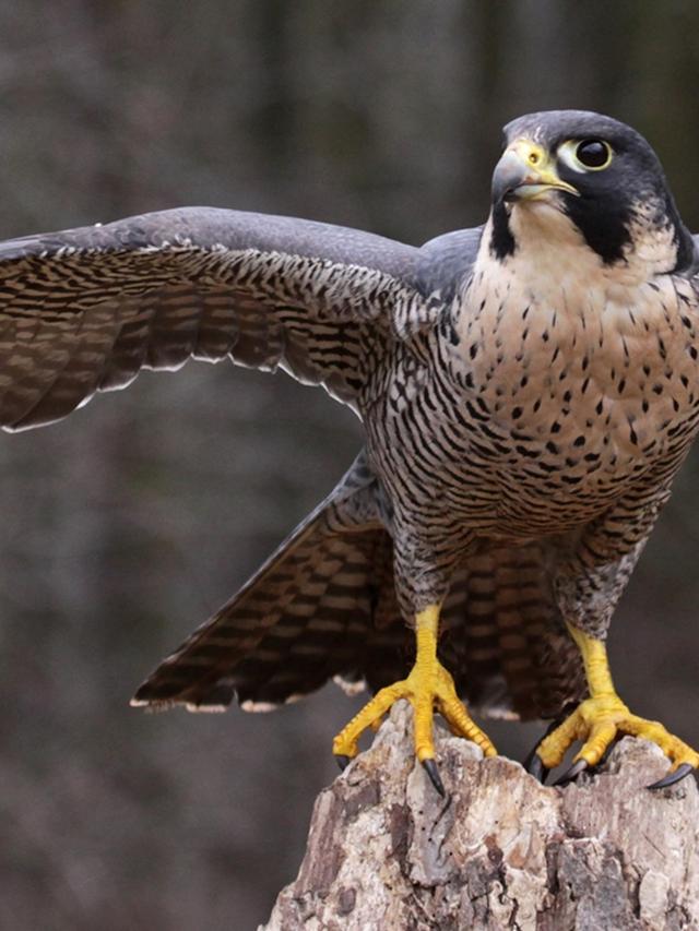 How Long Do Falcons Live? Exploring the Lifespan of Peregrine Falcons and Other Species