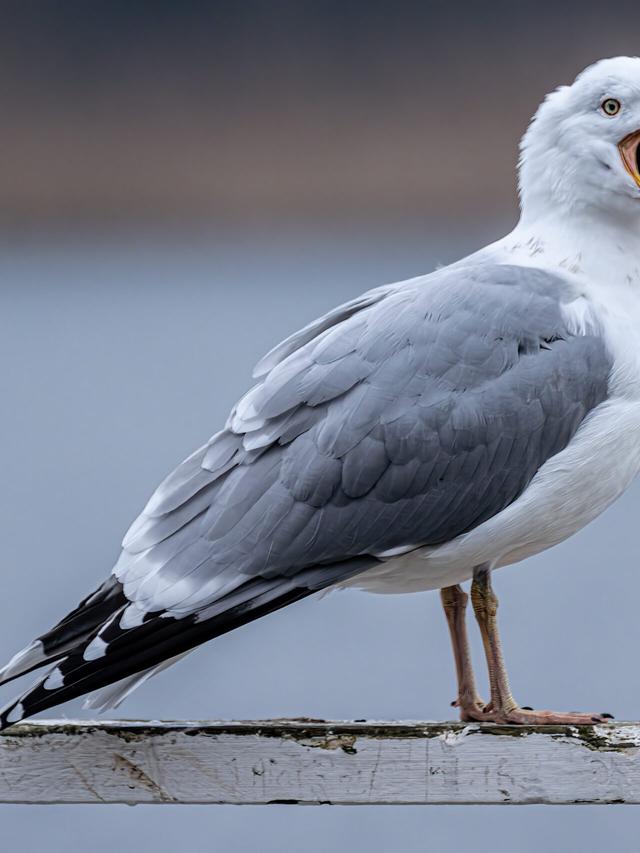 How Long Do Seagulls Live? Exploring the Lifespan of Common Gulls