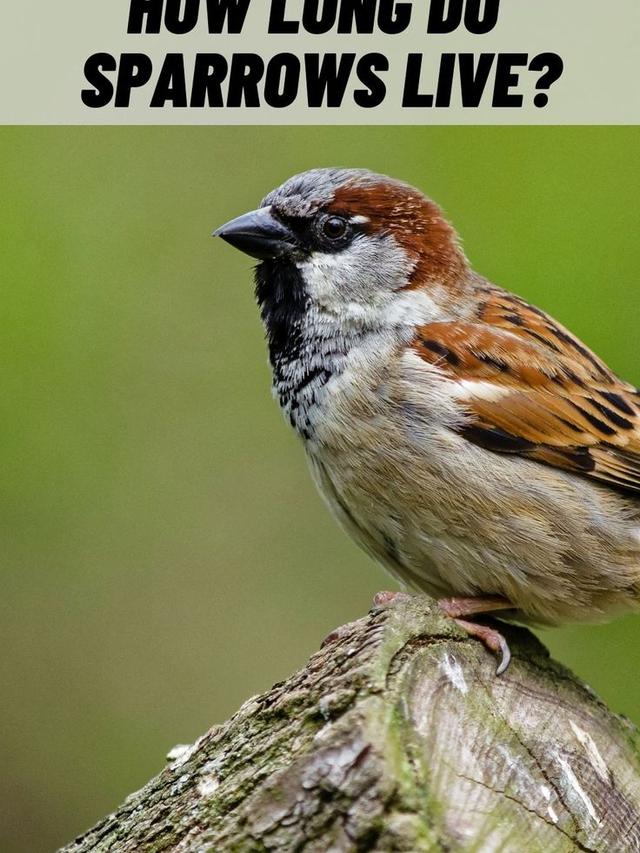 How Long Do Sparrows Live? Exploring the Lifespan of House Sparrows