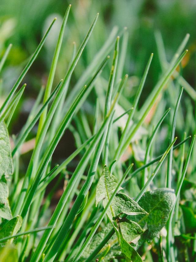 How Long Does It Take for Apple Cider Vinegar to Kill Weeds?