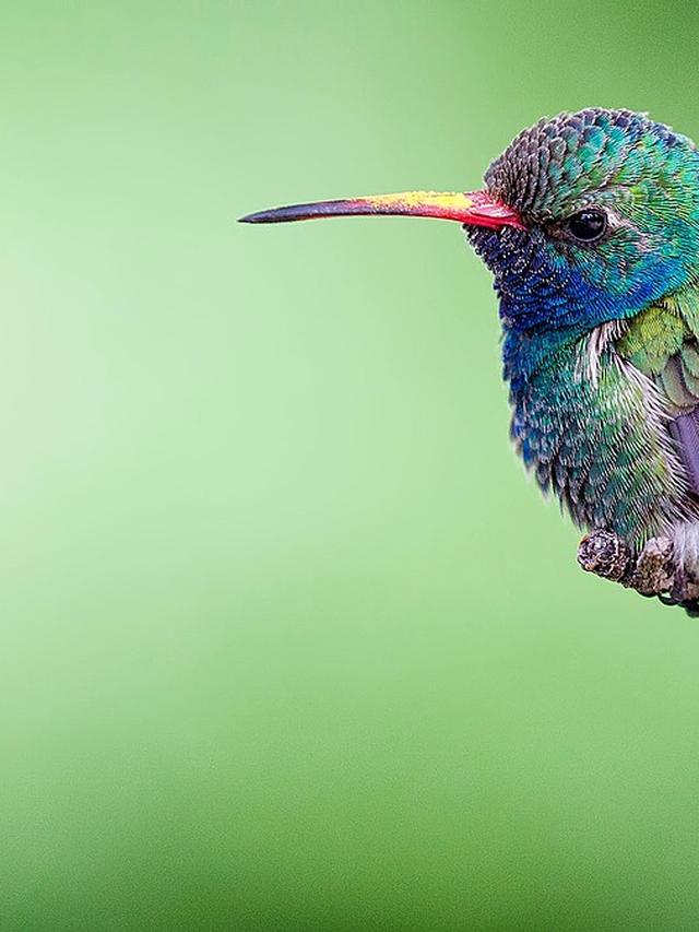 How Rising Sea Levels are Threatening Coastal Hummingbird Species