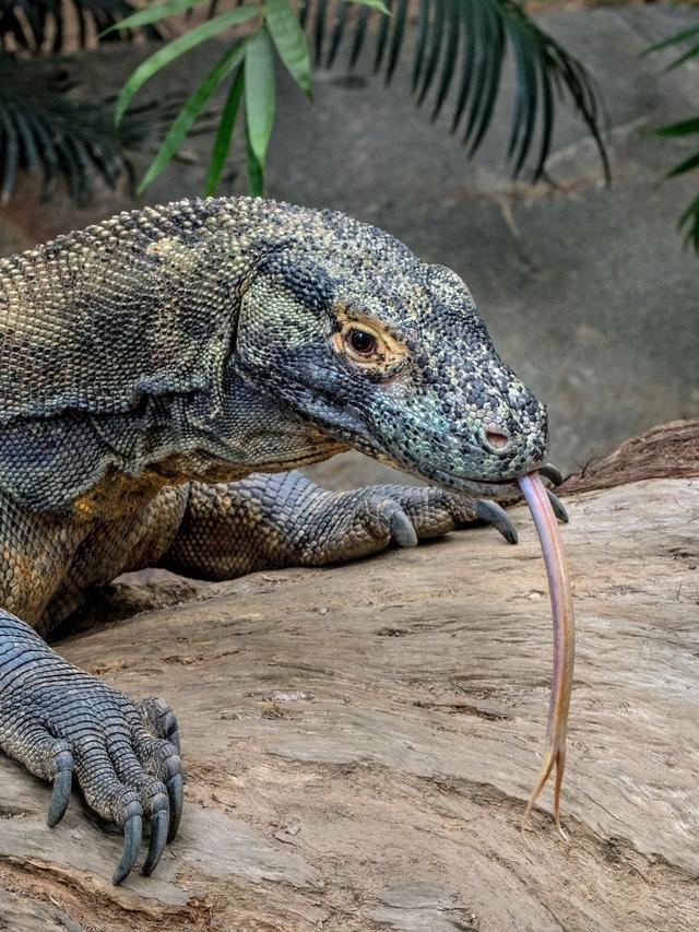 How Scientists Study Komodo Dragon Communication in the Wild