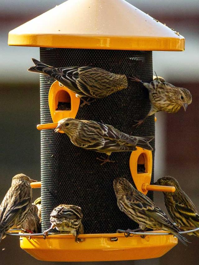 How to Attract Finches and Sparrows to Your Winter Garden