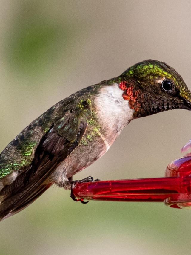 How to Attract Hummingbirds While Keeping Ants at Bay