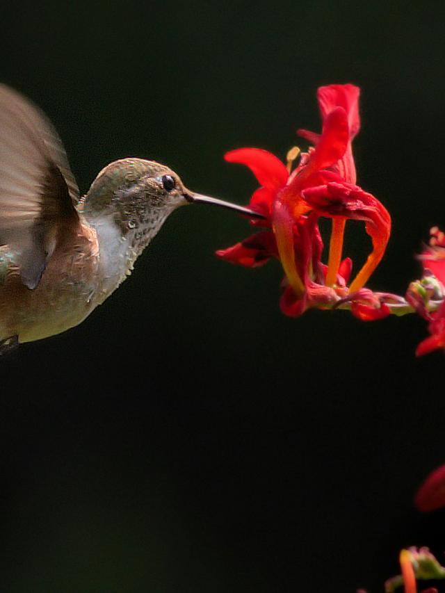 How to Attract Hummingbirds with Plants