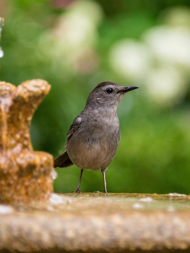 How to Attract Migratory Birds with the Right Bird Bath