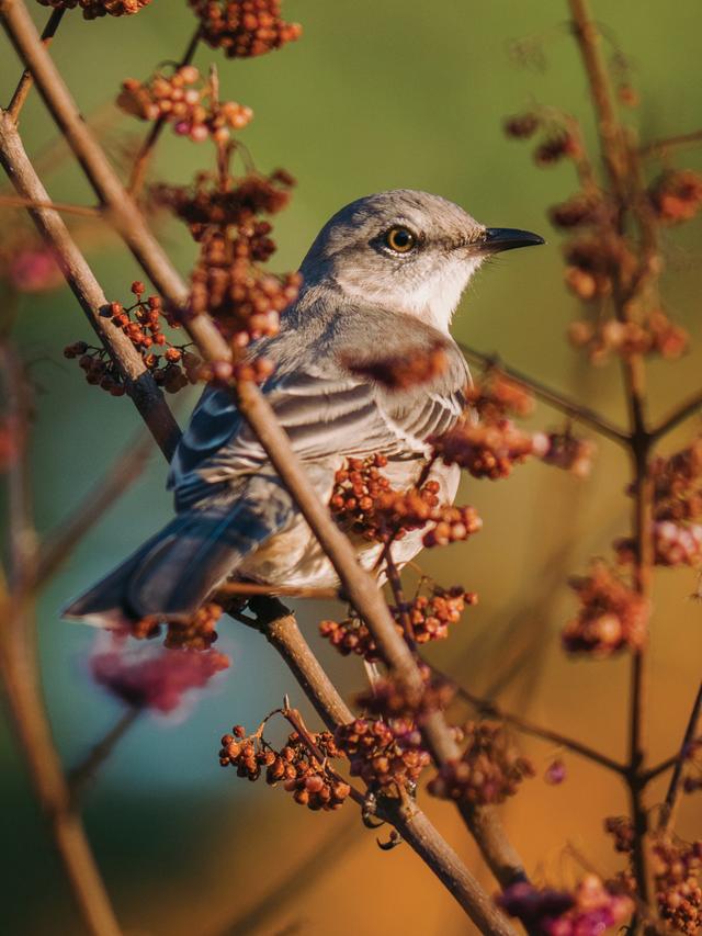 How to Attract the Top 10 Bird Species to Your Garden During Migration Seasons