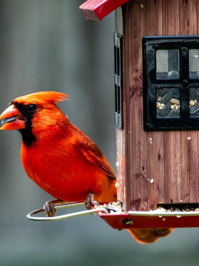 How to Attract the Top 10 Bird Species to Your Garden Using Shelter and Nesting Boxes