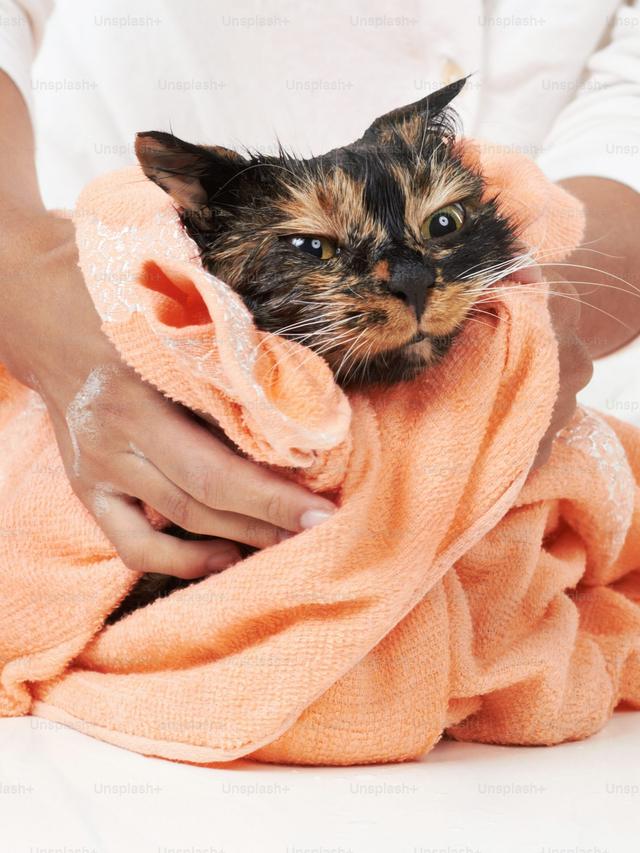 How to Bathe a Cat