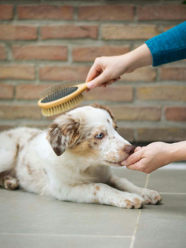 How to Brush Your Dog’s Teeth