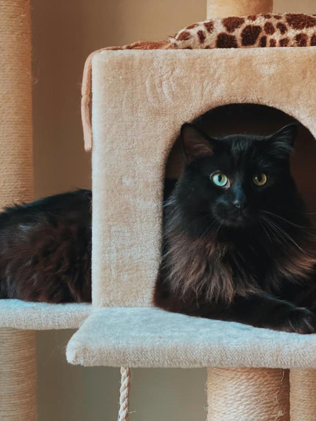 How to Build a Cat Tree