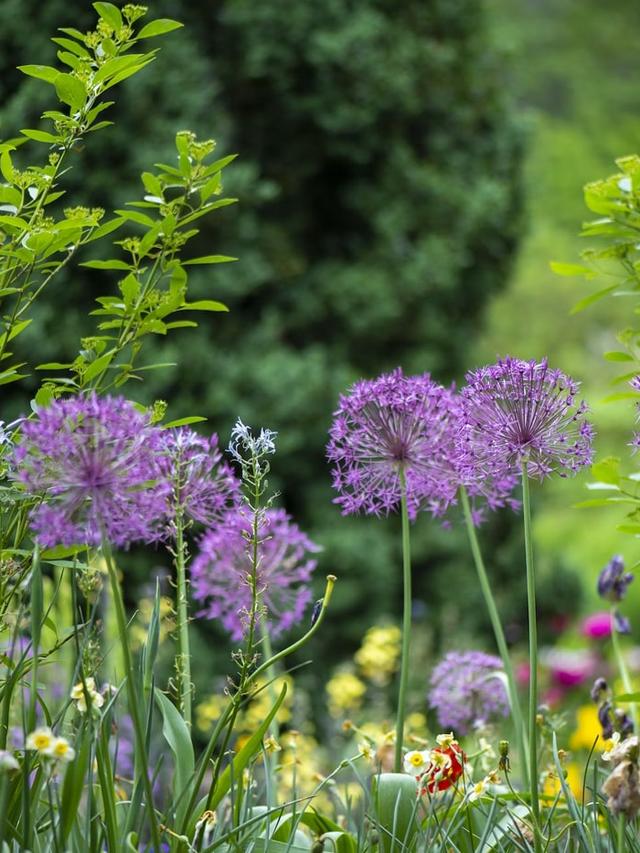 How to Care for Summer-Blooming Perennials for a Vibrant Garden