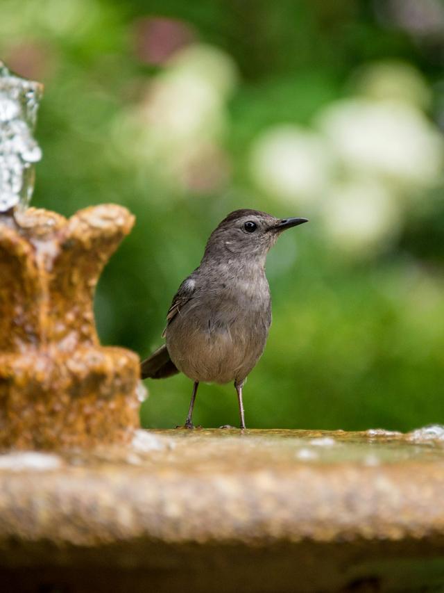 How to Choose a Bird Bath Fountain for Your Garden