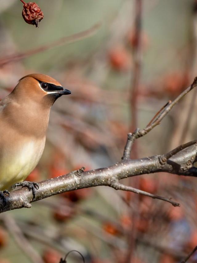 How to Choose the Best Bird Identification App for Your Needs