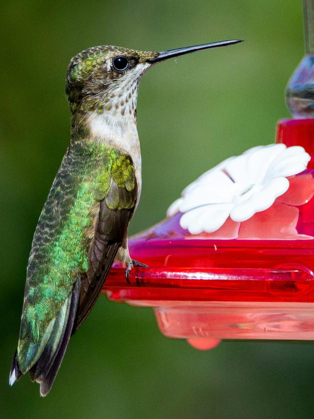 How to Choose the Right Hummingbird Feeder for Your Backyard