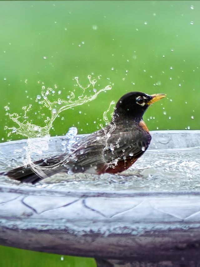 How to Choose the Right Material for Your Bird Bath: Stone, Metal, or Plastic?