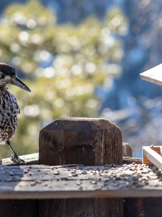 How to Clean and Disinfect Your Bird Bath Properly