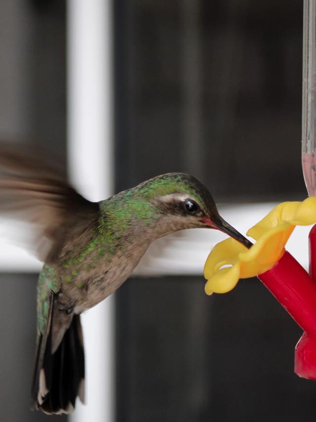 How to Clean and Maintain Hummingbird Feeders to Prevent Ant Infestations