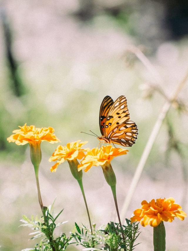 How to Combine Early-Blooming Perennials to Create a Continuous Hummingbird Buffet