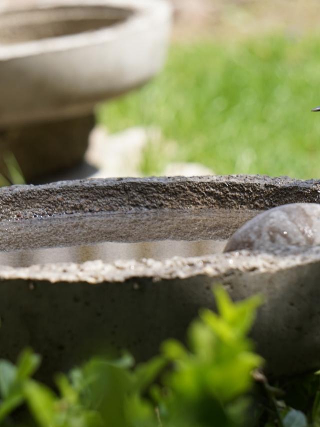 How to Create a Bird-Friendly Garden with the Right Bird Bath