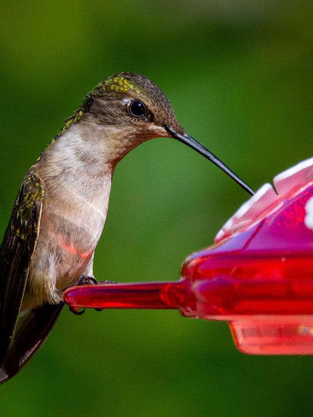 How to Create a Hummingbird-Friendly Environment Around Your Feeder