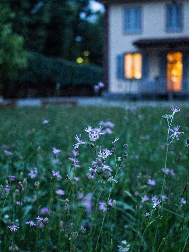 How to Create a Moon Garden with Perennial Flowers