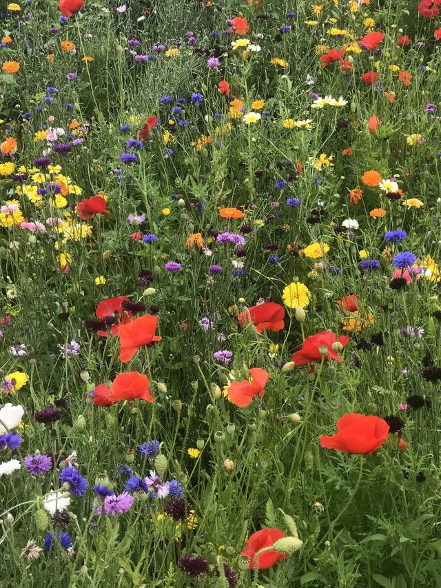 How to Create a Perennial Flower Meadow