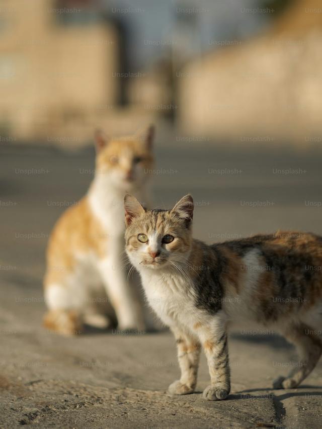 How to Deal with a Feral Cat