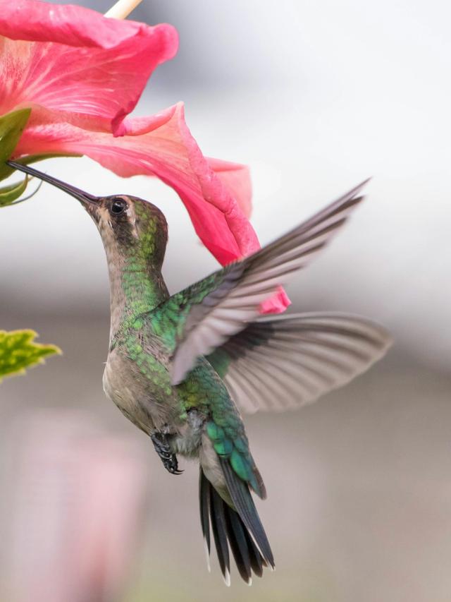 How to Design a Hummingbird Garden