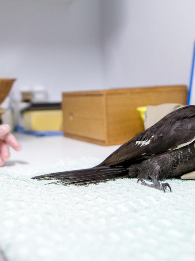 How to Educate Your Community on Rescuing and Caring for Injured Birds