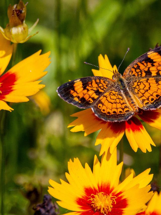 How to Grow a Butterfly Garden that Supports Caterpillar Development