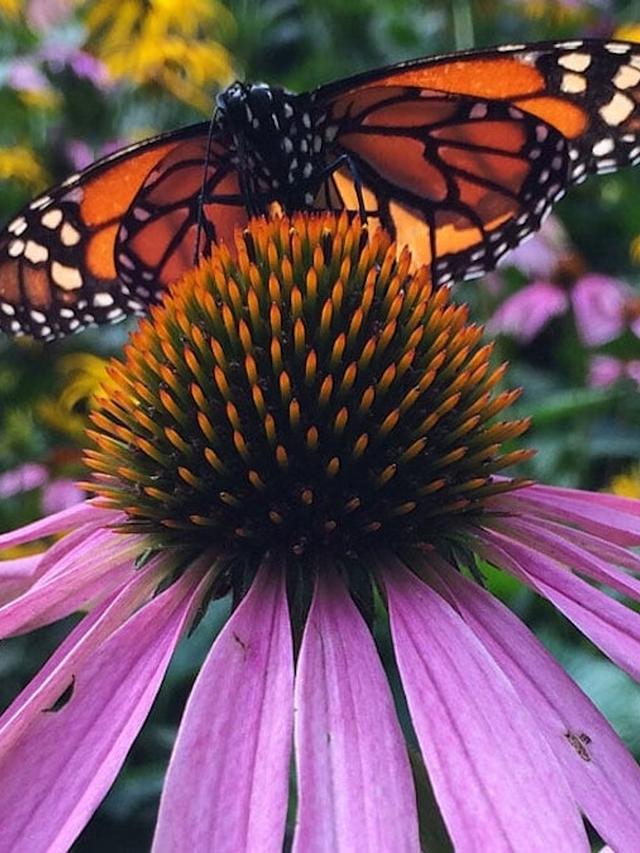 How to Grow a Butterfly Garden with Minimal Maintenance