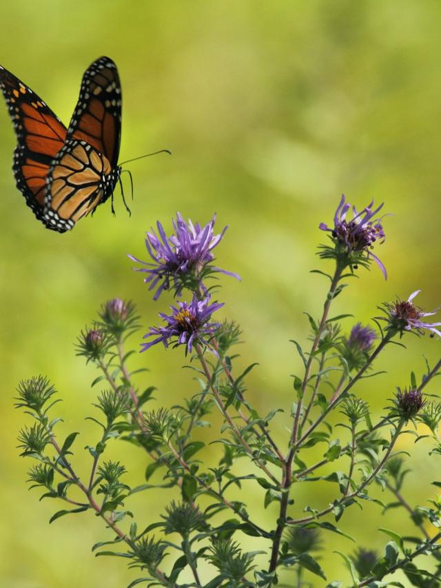 How to Grow a Butterfly Garden with Native Plants