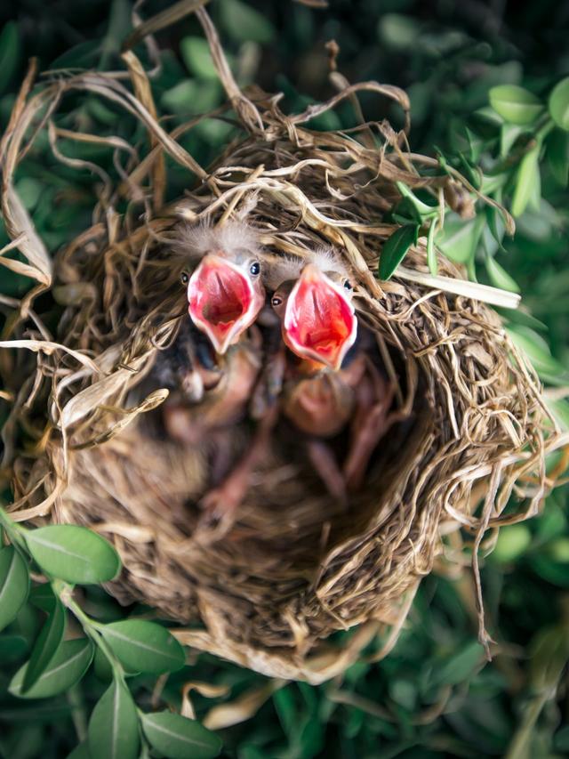 How to Handle Baby Birds vs. Adult Birds When They’re Injured