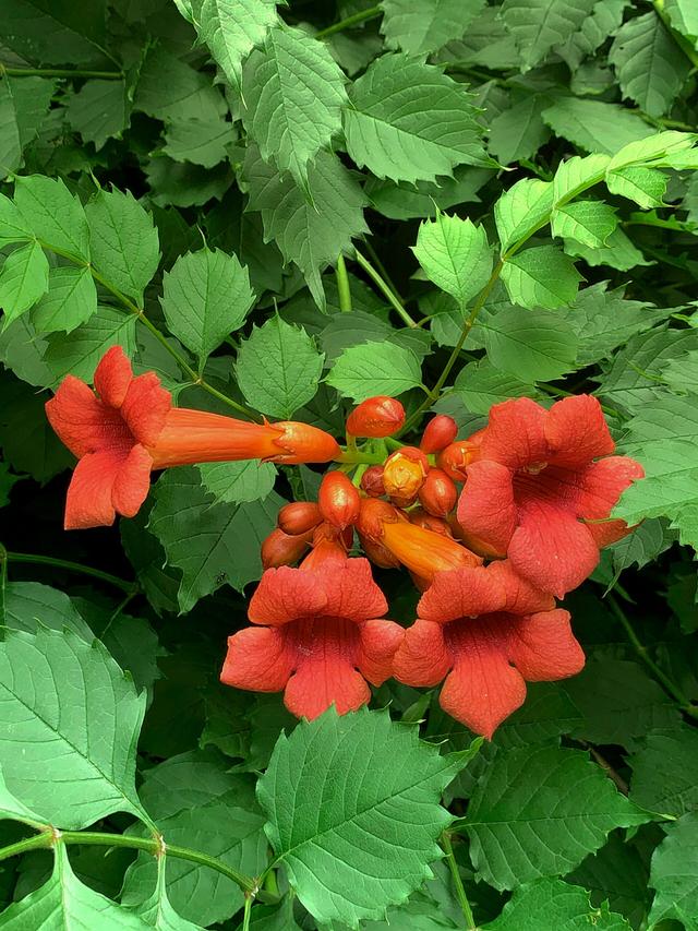 How to Incorporate Early-Blooming Perennials into Existing Hummingbird Habitats