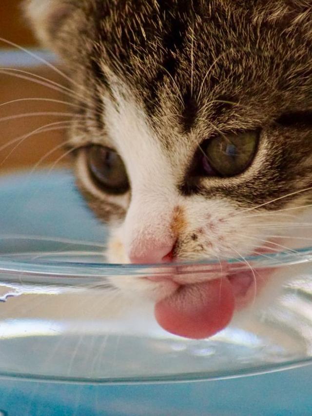 How to Keep Your Cat Hydrated