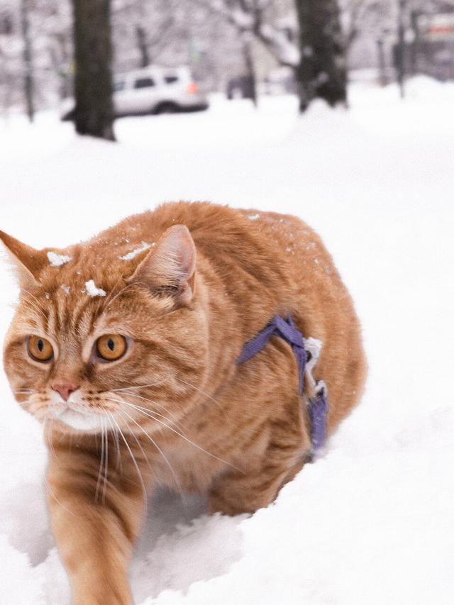 How to Keep Your Cat Warm in Winter