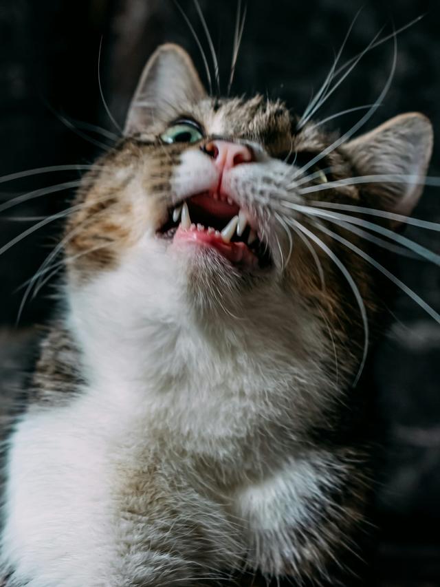 How to Keep Your Cat’s Teeth Clean