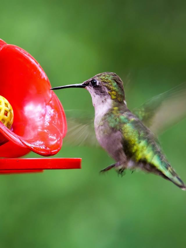 How to Maintain and Clean Your Hummingbird Feeder for Optimal Use