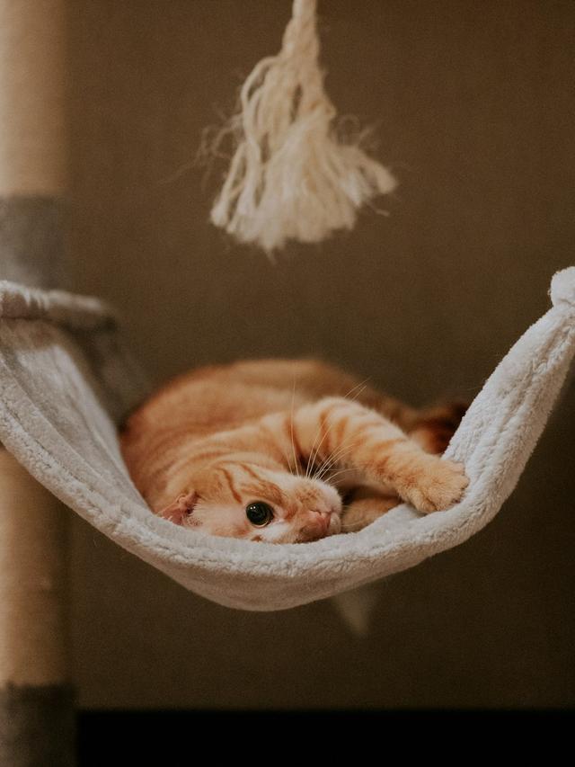 How to Make a Cat Hammock