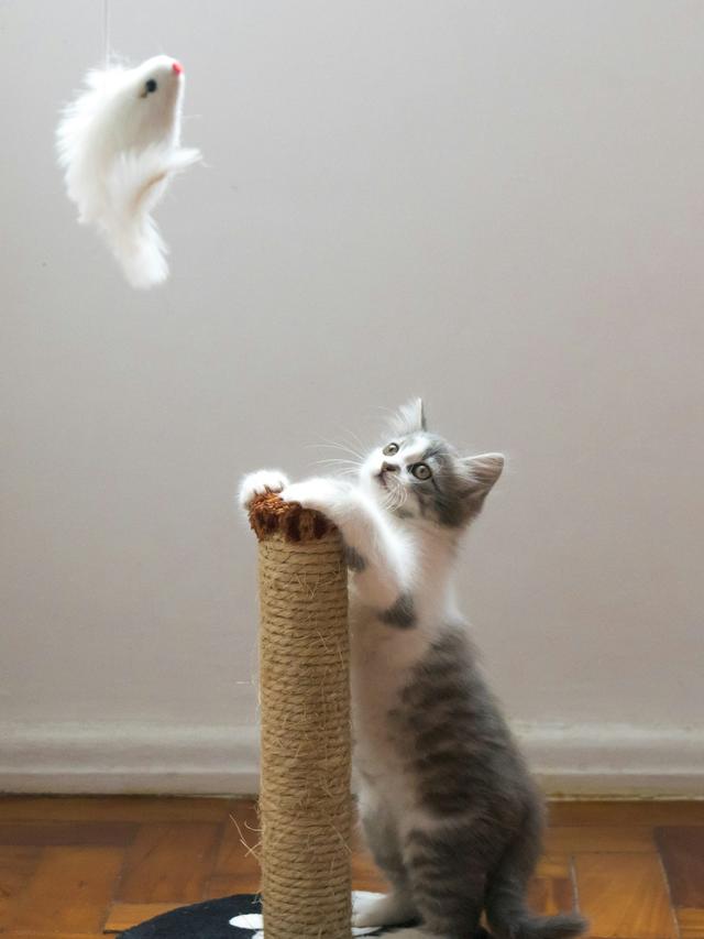 How to Make a Cat Scratching Post