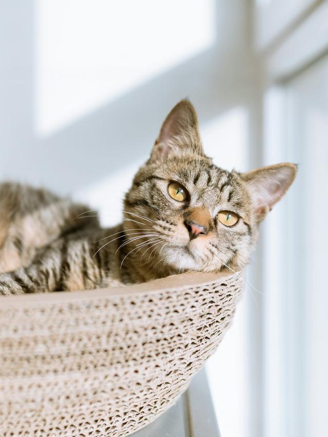 How to Make a Cat Tent