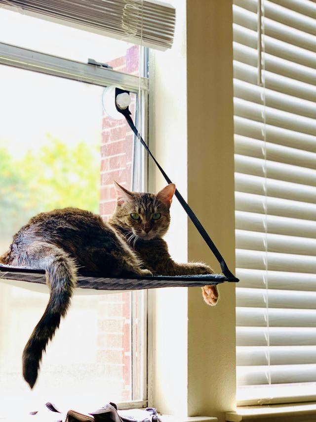 How to Make a Cat Window Perch