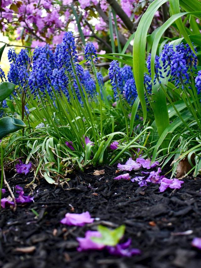 How to Mulch Perennial Flowers